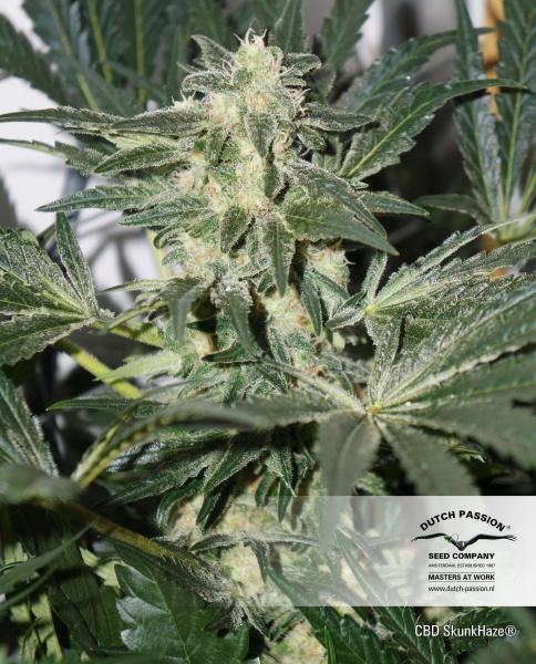 CBD Skunk Haze®- feminizované semená 10 ks Dutch Passion