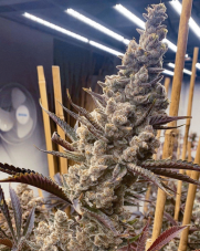 Solfire Gardens NFSHEEEESH Feminized Seeds