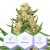 Banana OG Kush - feminizované semienka 5 ks Cannapio