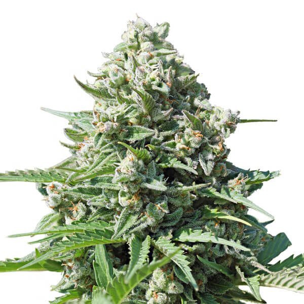 Royal Gorilla Automatic - samokvitnnúce semienka 3 ks Royal Queen Seeds