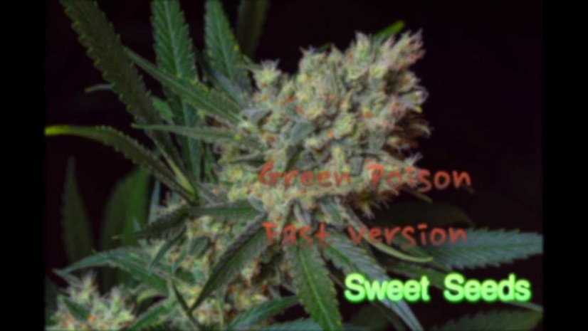 Green Poison Fast Version - feminizované semienka 3ks Sweet Seeds