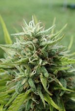 Super Strains Cookies Krush feminizované semená