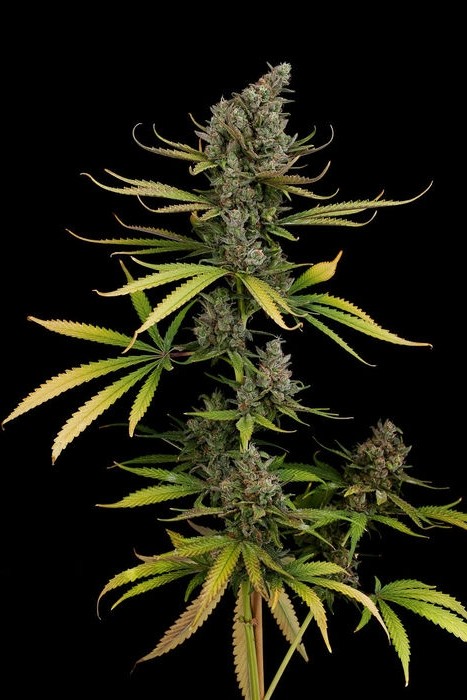 Ser - 5 feminizowanych nasion Dinafem