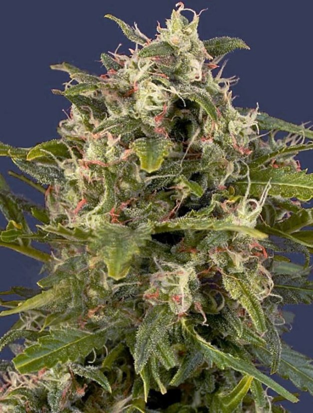 Pineapple Express – samonakvetací semínka 5ks Barney's Farm