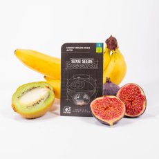 Honey Melon Kush Automatic - autoflowering seeds 10 pcs Sensi Seeds
