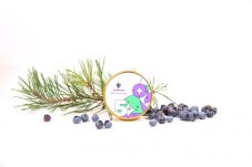 CBD Blueberry (1:16) - nasiona feminizowane 5 szt Cannapio