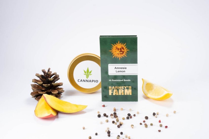 Amnesia Lemon – feminizovaná semínka 10 ks Barney´s Farm