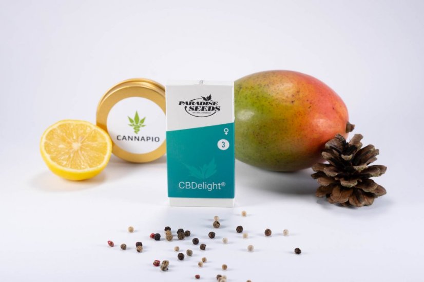 CBDelight - feminizovaná semienka 3ks Paradise Seeds