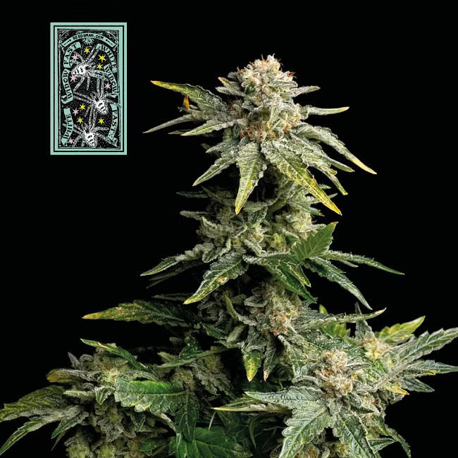 White Widow fast version - feminizovaná semena konopí 5ks, Seedsman