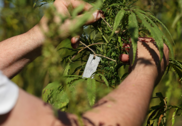 Zu viel Pflege für Cannabis: Ist das gut oder schlecht?