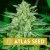 Blue Dream Auto - semințe de marijuana autofloritoare, 5pcs Atlas Seed