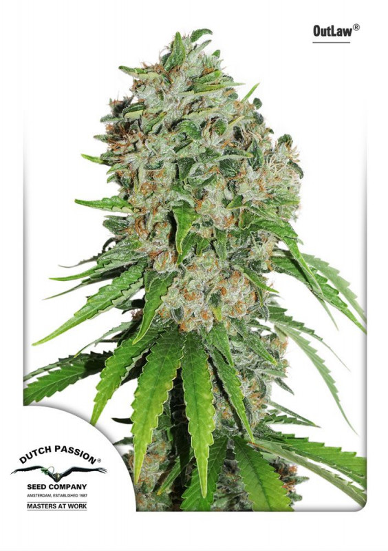 Outlaw Amnesia - feminised seeds 5 pcs Dutch Passion