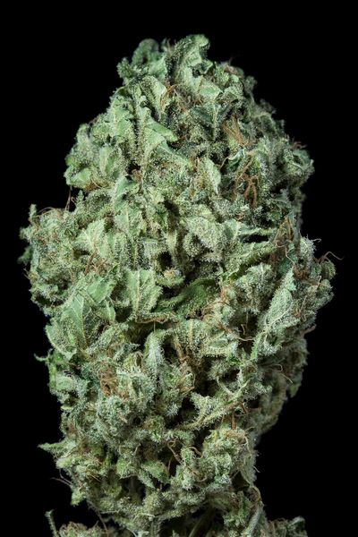 Sour Diesel Auto - fem. a autoflowering semienka 3ks Dinafem