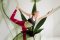 Ganja Yoga: How to Combine Cannabis and Yoga?