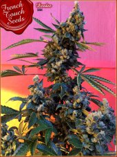 French Touch Seeds Deedee BX1 regulérní semena