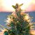 Lowryder Auto - standardized seeds 3 pcs, Doctor's Choice