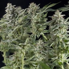 Northern Lights Auto - feminized and autoflowering seeds 6 pcs Natural Seeds