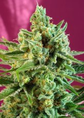 S.A.D. Sweet Afghani Delicious CBD - semillas feminizadas 3pcs Sweet Seeds