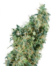 First Lady - standardized seeds 10 pcs Sensi Seeds