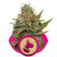 Kali Dog - feminizovaná semínka 10ks Royal Queen Seeds