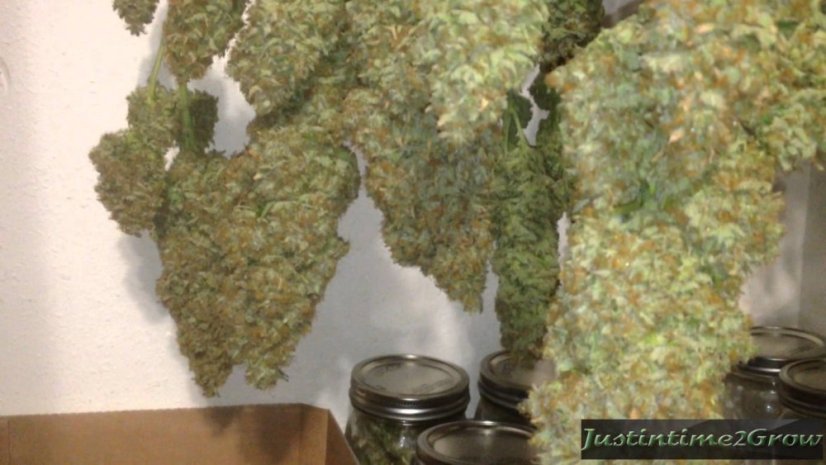 Sour Blueberry - nasiona feminizowane 5 sztuk Humboldt