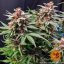 Runtz Auto - automatycznie kwitnące nasiona marihuany 10 szt Barney´s Farm