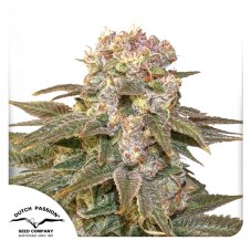 C-Vibez - feminized seeds 10 pcs Dutch Passion