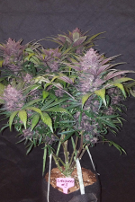 Blackberry Auto Feminizowane Nasiona - 3