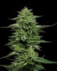 Humboldt Seed Company The Bling feminisierte Samen