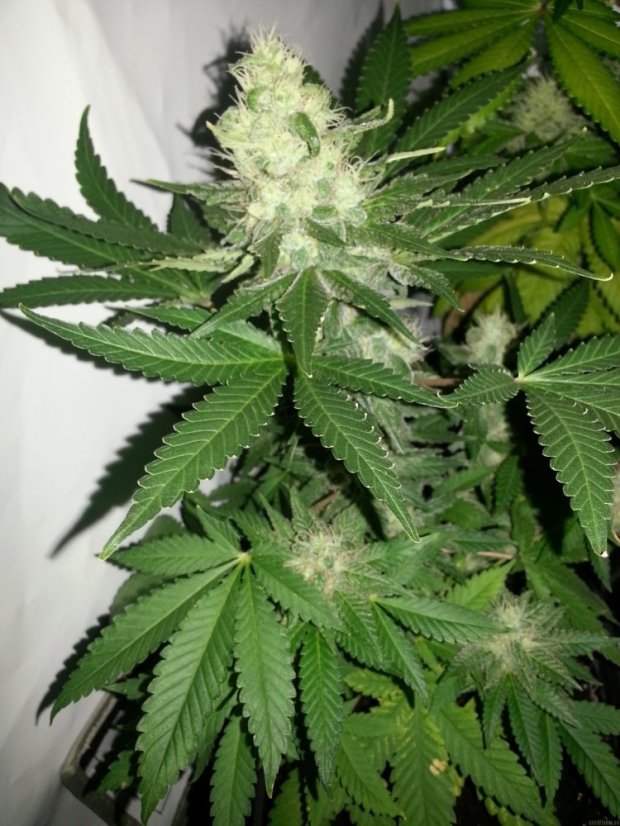 Ice - feminizovaná semínka 10 ks Royal Queen Seeds