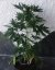 Blue Cheese Automatic - fem. a autoflowering semienka 10ks Dinafem