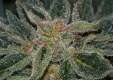 T.H. Seeds Skunk XXX regulárne semená