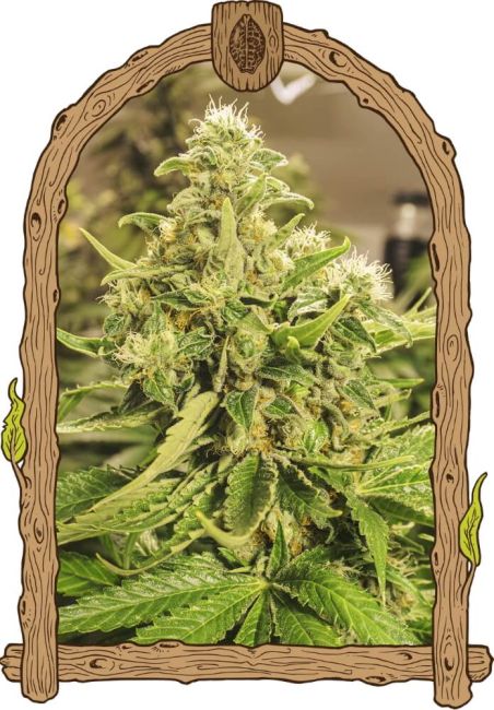 Exotic Pure CBG - feminisierte Samen, 5 Stk., Exotic Seed