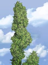 Flying Dutchmen Dame Blanche feminized seeds