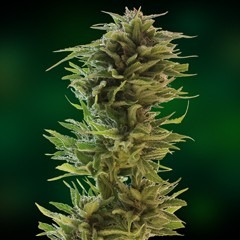 Amnesia Lemon – feminizovaná semínka 10 ks Barney´s Farm