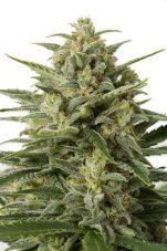 White Widow XXL Auto - fem. a autoflowering semienka 3ks Dinafem