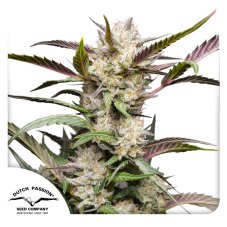 Mimosa Punch autoflower - feminized seeds 7 pcs Dutch Passion