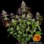 Mimosa EVO - feminisierte Marihuana-Samen 3 Stück Barney's Farm