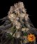 Girl Scout Cookies - feminizované semená, 10 ks, Barneys Farm