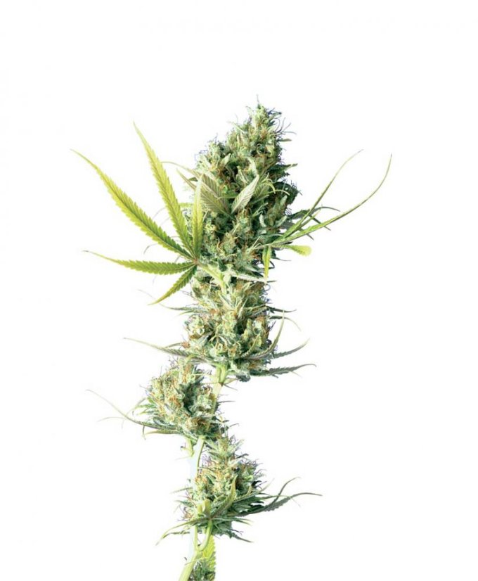 Durban 10 ks štandardizované feminizované semená Sensi Seeds