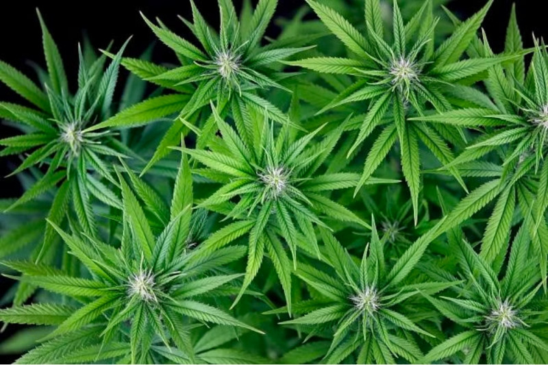 Peyote Zkittlez - feminized cannabis seeds 3 pcs, Seedsman
