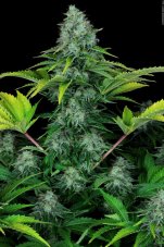 Paradise Seeds Icecream feminisierte Samen