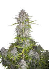 Orange Sherbet Auto - autoflowering marijuana seeds 5 pcs Fast Buds