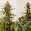 Auto Melonade Runtz - autoflowering Samen, 7 Stück, Dutch Passion