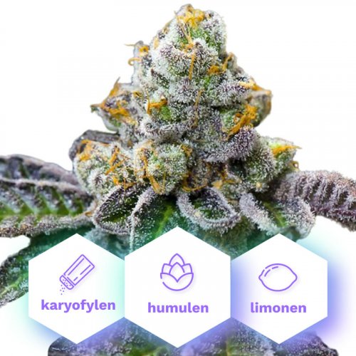 Girl Scout Cookies - feminized seeds 5 pcs Cannapio