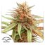 Durban Dew - feminizovaná semena 10 ks Dutch Passion