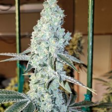 Ethos Genetics Zweet OG R2 feminized seeds