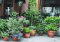 Dangerous Similarity: 7 Plants That Look Like Cannabis