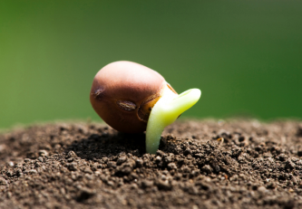 Wie kann man die höchste Keimungsrate von gezüchtetem Saatgut sicherstellen?