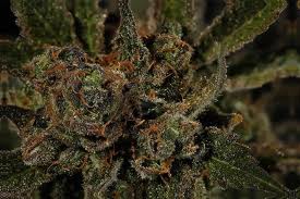 Ser - 5 feminizowanych nasion Dinafem